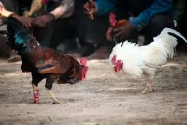 The Controversial Tradition of Thai Cockfighting: A Deep Dive into Its Cultural and Ethical Dilemmas