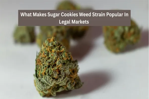What Makes Sugar Cookies Weed Strain Popular In Legal Markets
