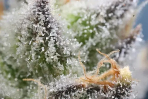 The Craft and Care That Define True THCA Quality