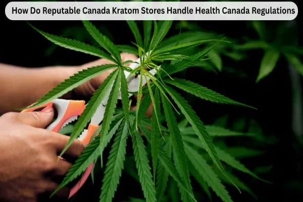 How Do Reputable Canada Kratom Stores Handle Health Canada Regulations